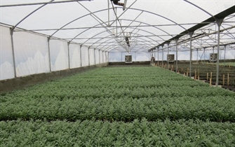 پرورش انواع گل زینتی برای استقبال از بهار در مجتمع تولید گل و نهال سازمان پارکها وفضای سبز شهرداری ارومیه